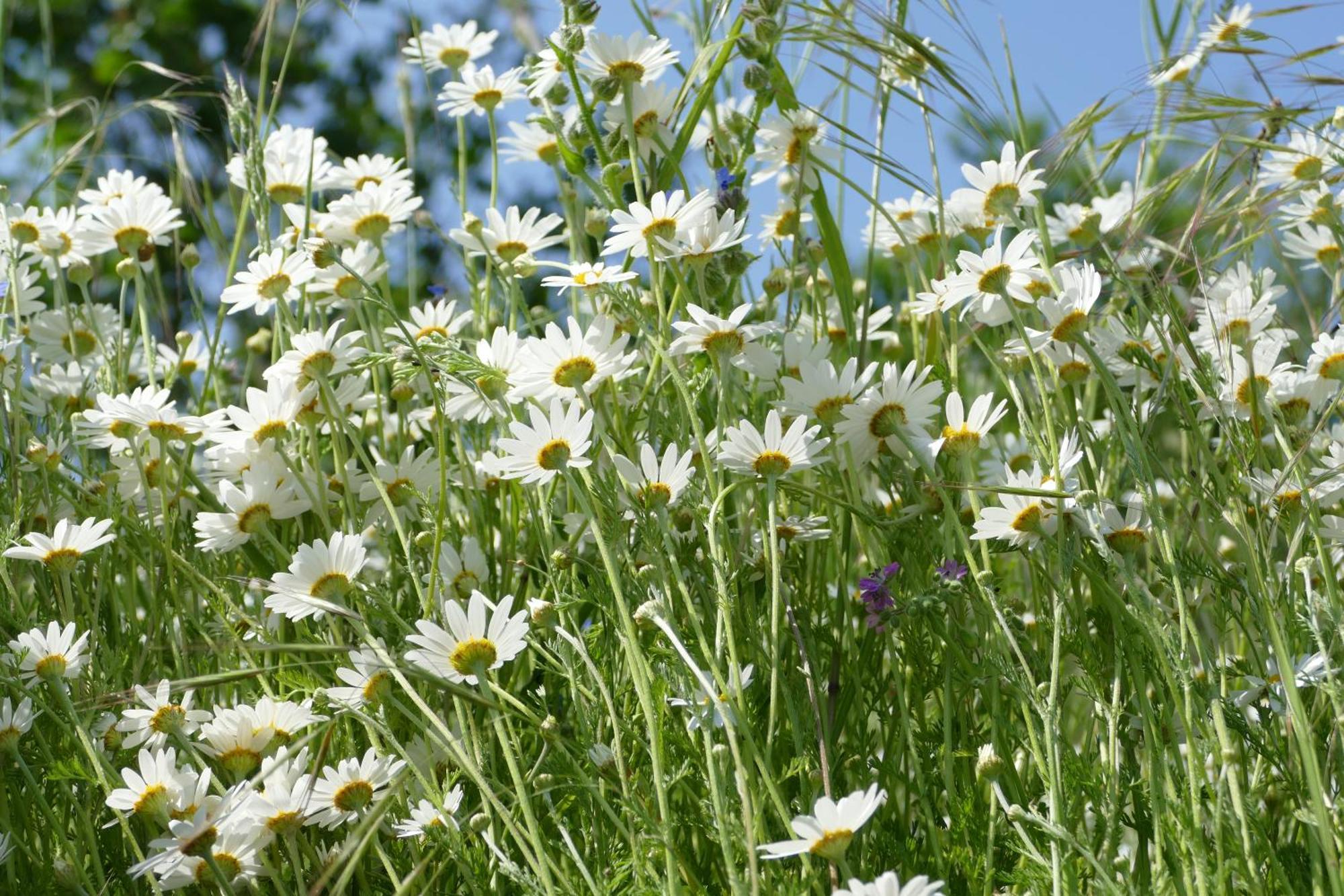 Welzow Naturgarten Karlsfeld In Der Schoenen Lausitz מראה חיצוני תמונה